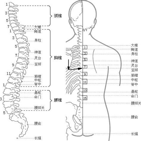 龜尾穴|長強穴(尾閭、龜尾、窮骨、下極之俞、氣之陰郄)